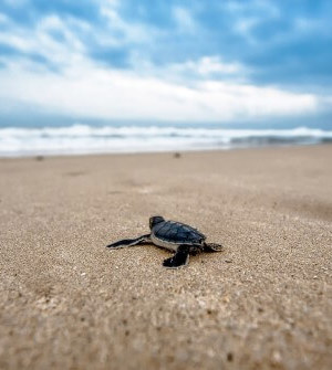 Turtle on beach
